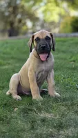 Scooby, a male Great Dane for sale in Central, CA – 6 of 6