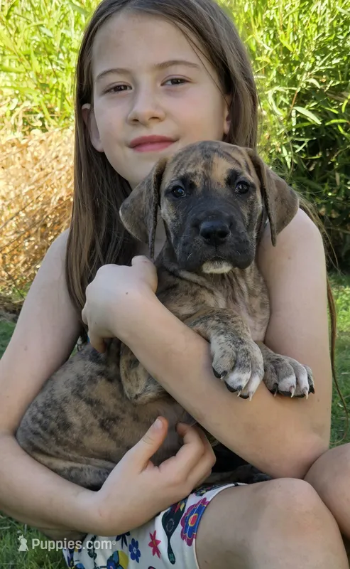 Daphne – Great Dane puppy on hold in Central, CA