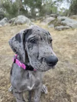 Ewa, a female Great Dane for sale in Central, CA – 6 of 10