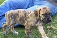 Fred, a male Great Dane for sale in Central, CA – 2 of 6