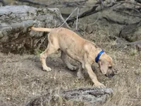 Schofield, a male Great Dane for sale in Central, CA – 9 of 10