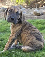 Daphne, a female Great Dane for sale in Central, CA – 7 of 10