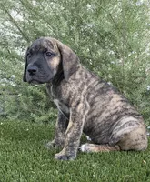 Mimi, a female Great Dane for sale in Central, CA – 2 of 10