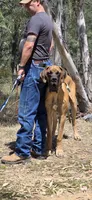 Ranger, a male Great Dane for sale in Central, CA – 4 of 8