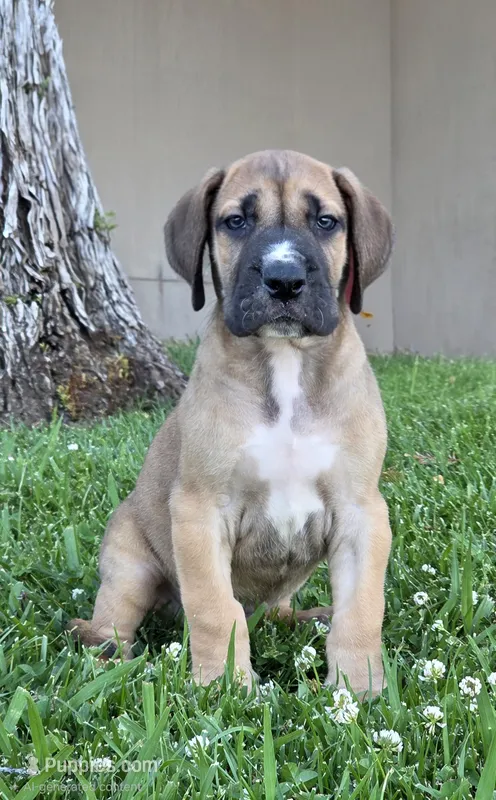Fawn boy 1 – Great Dane puppy for sale in Central, CA