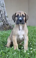 Fawn boy 1, a male Great Dane for sale in Central, CA – 1 of 9