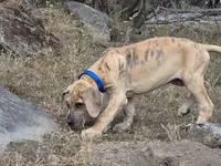 Schofield, a male Great Dane for sale in Central, CA – 6 of 10