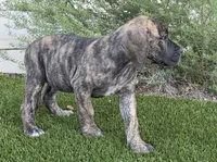 Mimi, a female Great Dane for sale in Central, CA – 9 of 10