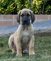Jojo, a male Great Dane for sale in Central, CA – 5 of 9