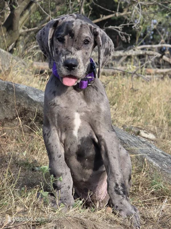 Opana – Great Dane puppy for sale in Central, CA