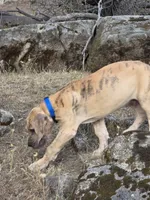 Schofield, a male Great Dane for sale in Central, CA – 8 of 10