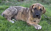 Daphne, a female Great Dane for sale in Central, CA – 8 of 10