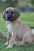 Jojo, a male Great Dane for sale in Central, CA – 1 of 9