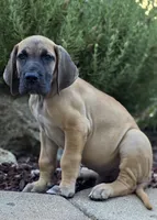 Jojo, a male Great Dane for sale in Central, CA – 7 of 9