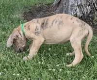 Schofield, a male Great Dane for sale in Central, CA – 2 of 10