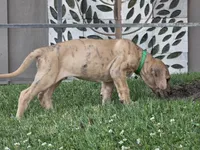 Schofield, a male Great Dane for sale in Central, CA – 6 of 10