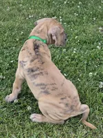 Schofield, a male Great Dane for sale in Central, CA – 9 of 10