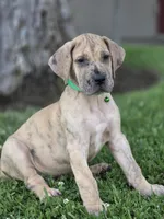 Schofield, a male Great Dane for sale in Central, CA – 10 of 10