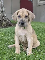 Schofield, a male Great Dane for sale in Central, CA – 3 of 10