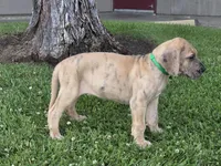 Schofield, a male Great Dane for sale in Central, CA – 4 of 10