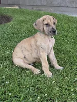 Schofield, a male Great Dane for sale in Central, CA – 7 of 10