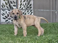 Schofield, a male Great Dane for sale in Central, CA – 5 of 10