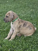 Schofield, a male Great Dane for sale in Central, CA – 8 of 10
