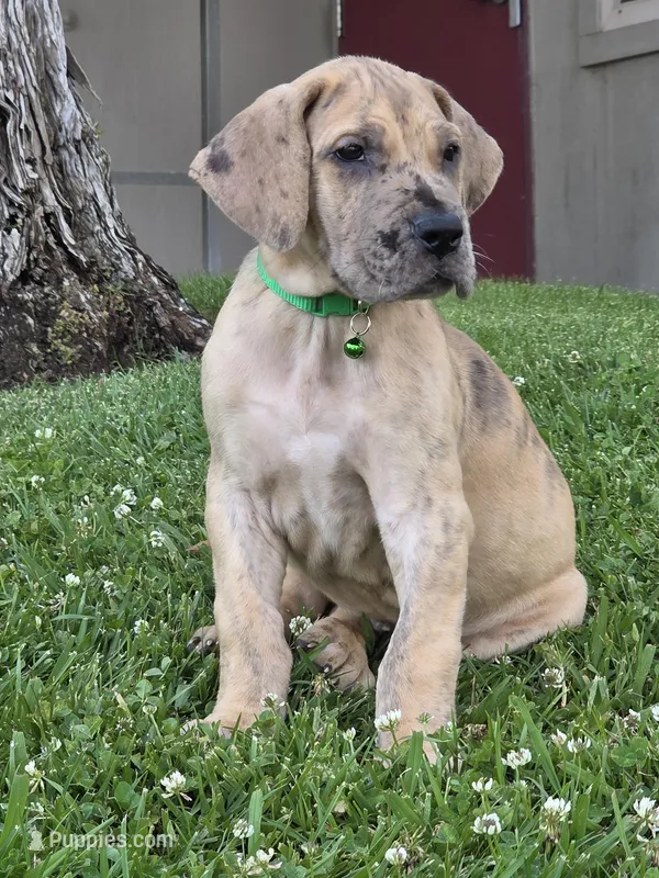 Schofield – Great Dane puppy for sale in Central, CA