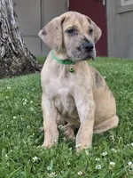 Schofield, a male Great Dane for sale in Central, CA – 1 of 10