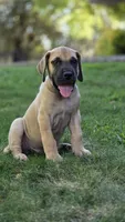 Scooby, a male Great Dane for sale in Central, CA – 5 of 6