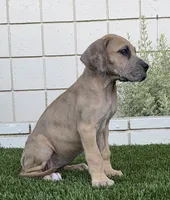 Fifi, a female Great Dane for sale in Central, CA – 4 of 9