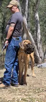 Ranger, a male Great Dane for sale in Central, CA – 5 of 8