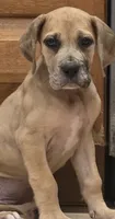 Fifi, a female Great Dane for sale in Central, CA – 7 of 9