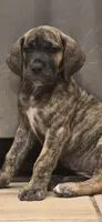 Mimi, a female Great Dane for sale in Central, CA – 7 of 10