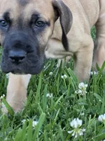 Fawn boy 2, a male Great Dane for sale in Central, CA – 5 of 5