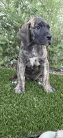 Mimi, a female Great Dane for sale in Central, CA – 5 of 10
