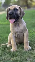 Scooby, a male Great Dane for sale in Central, CA – 4 of 6