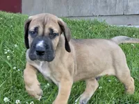 Fawn boy 1, a male Great Dane for sale in Central, CA – 5 of 9