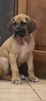 Gigi, a female Great Dane for sale in Central, CA – 3 of 7