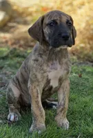 Daphne, a female Great Dane for sale in Central, CA – 5 of 10