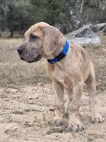 Schofield, a male Great Dane for sale in Central, CA – 2 of 10