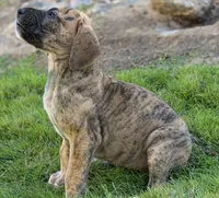 Daphne, a female Great Dane for sale in Central, CA – 4 of 10
