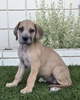 Fifi, a female Great Dane for sale in Central, CA – 2 of 9