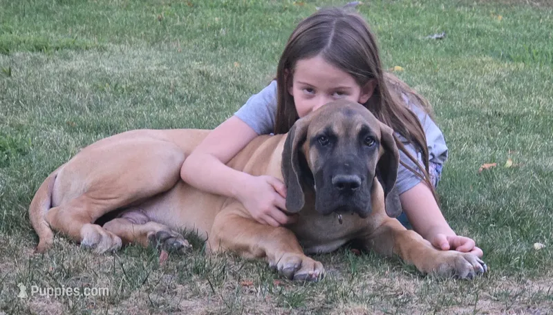 Jojo – Great Dane puppy for sale in Central, CA