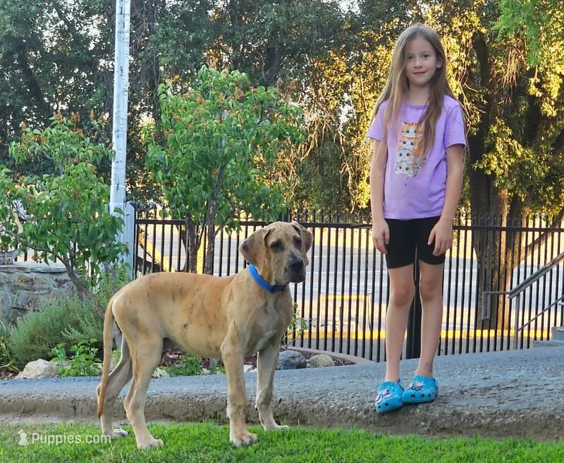 Schofield – Great Dane puppy for sale in Central, CA