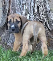 Fawn boy 1, a male Great Dane for sale in Central, CA – 8 of 9