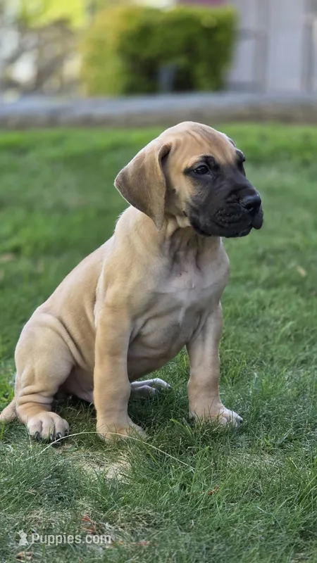Scooby – Great Dane puppy for sale in Central, CA