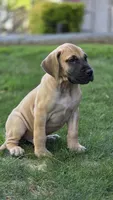 Scooby, a male Great Dane for sale in Central, CA – 1 of 6