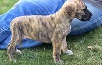Fred, a male Great Dane for sale in Central, CA – 6 of 6