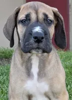 Fawn boy 1, a male Great Dane for sale in Central, CA – 2 of 9